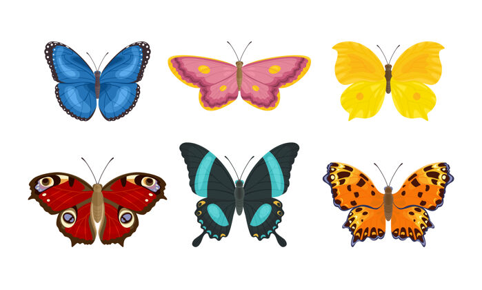翅膀一套卡通蝴蝶虫集合昆虫收藏