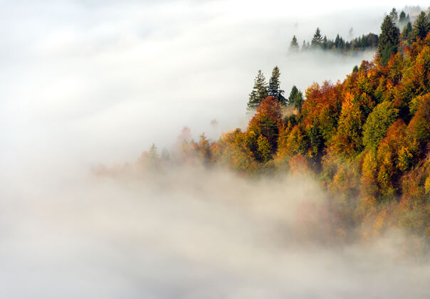 早晨美丽的秋天风景在山上 在森林里乌克兰山景草