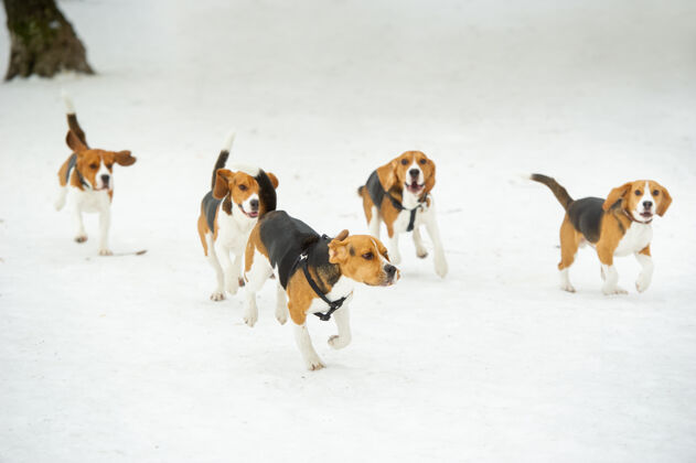 血统冬季户外 比格犬品种的狗在雪地里玩耍雪狗户外
