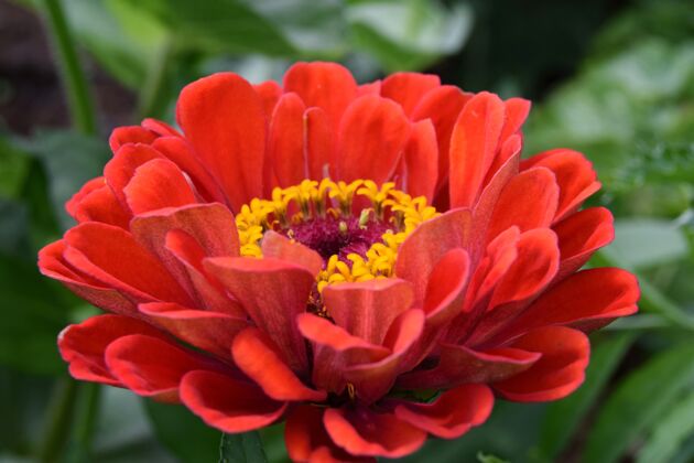 明亮红色的百日草花是爱情和浪漫的象征第一次约会的花 看起来像雏菊选择性焦点开花花园