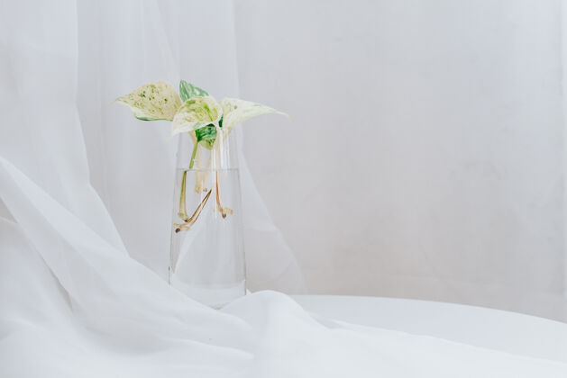 花Epipremnum大理石大床植物 置于玻璃水中 用于室内装饰 白色带复制空间室内植物的水分繁殖生长树枝罐子