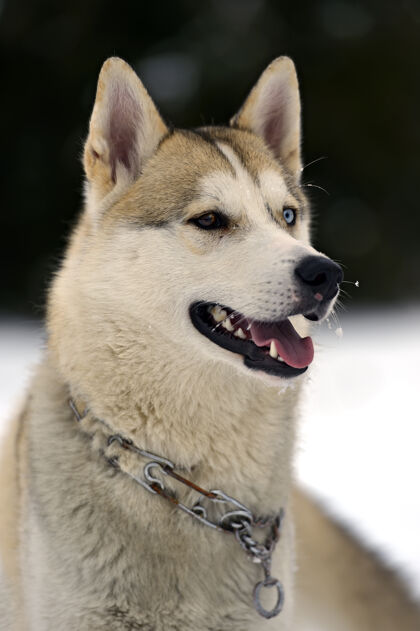 纯种狗哈士奇狗在公园散步哈士奇哺乳动物冬天
