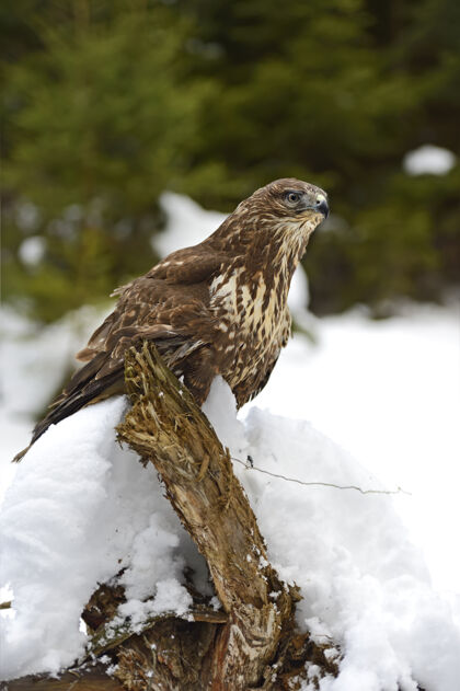 动物主题冬天坐在树枝上的普通秃鹰高地人自然雪