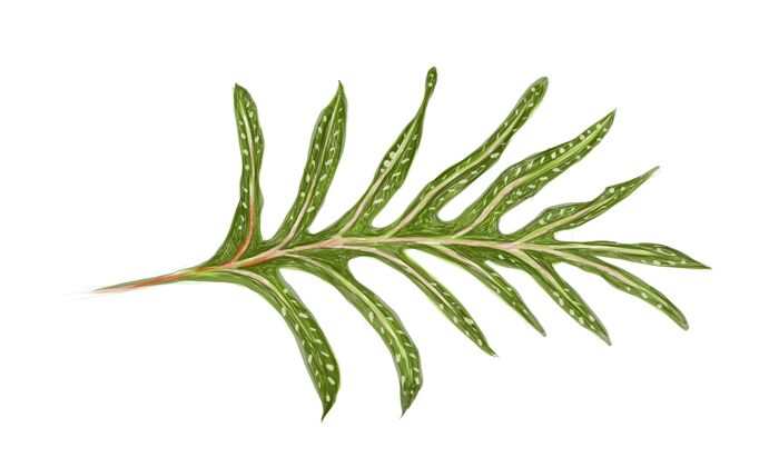 手绘phymatosorusscolopendria或monarchfern的插图蕨类植物学多叶