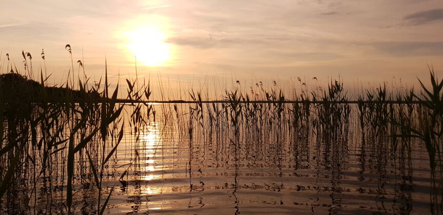 美景美丽的风景如画的夏季湖泊芦苇与平静的水面在金色的傍晚日落大气春天明亮
