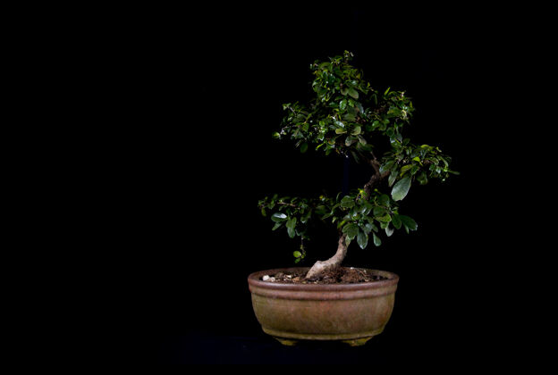 植物一个传统的日本盆景微型树在一个黑色背景上孤立的锅形状室内植物园艺学
