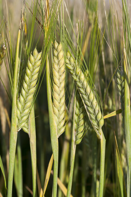 生的种植不成熟谷物 小麦的农田春天田地风景