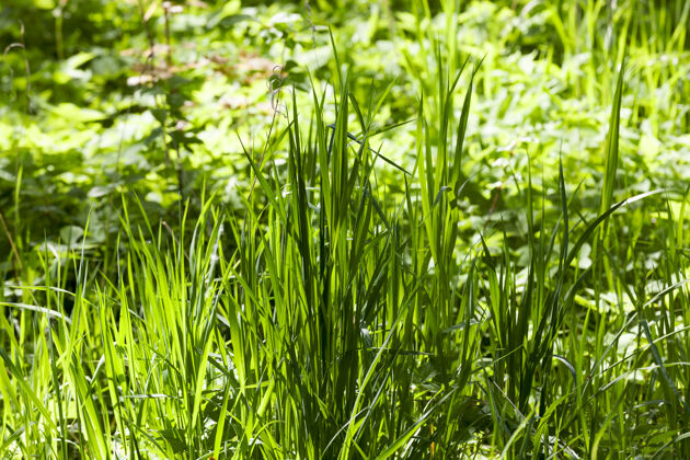户外在春天的公园或森林里 高高低矮的绿草被阳光照亮 绿荫遮蔽遮荫季节植物