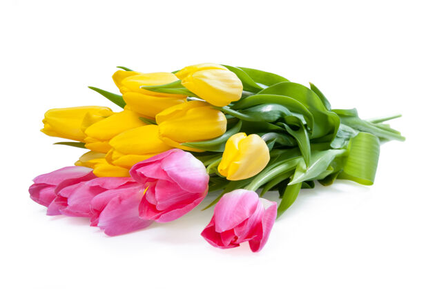 花朵粉红色和黄色的郁金香花隔离在白色背景上浪漫春天花