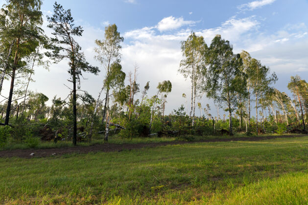天气一片森林里有很多破碎的白桦树 经过最后的暴风雨 黄昏 日落的时候损坏桦树季节