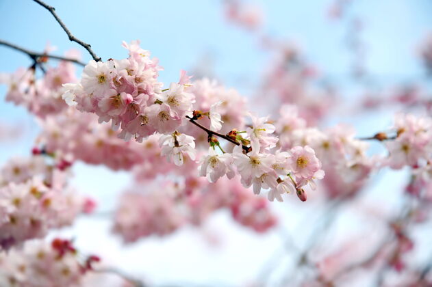 花瓣美丽的春天樱花花园开花春天