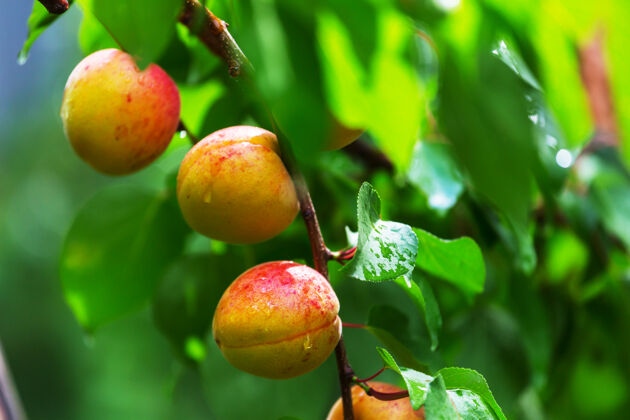 生的夏日花园里的一根长满杏子和绿叶的树枝生长卷心菜户外