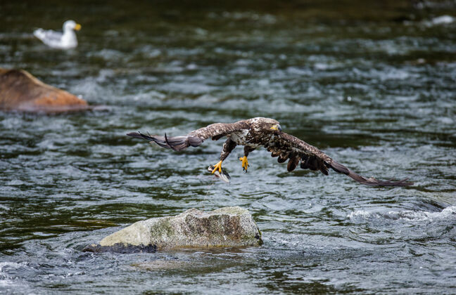 鹰鹰从石头上飞出来 爪子里抓着猎物鸟类学动物群动物保护