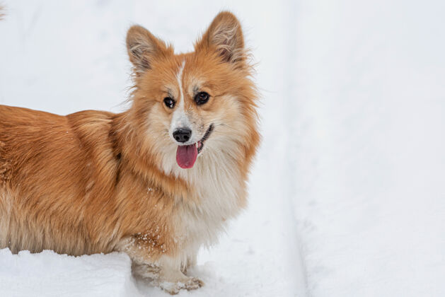霜冻威尔士柯基彭布鲁克毛茸茸的狗在户外 特写肖像在雪坐着可爱谎言