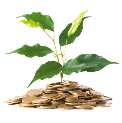 生长绿色植物硬币钱财务概念植物投资金融