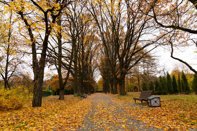 森林公园里秋天的小巷里有长凳和落叶宁静孤独花园
