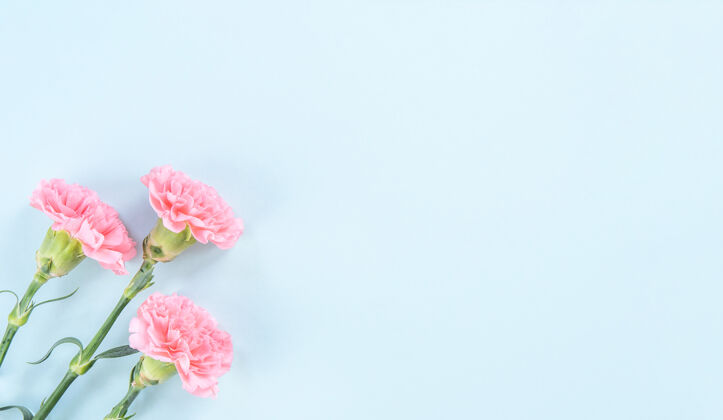 束美丽的粉红色康乃馨在淡蓝色的桌子背景上为母亲节献花的概念爱浪漫礼物