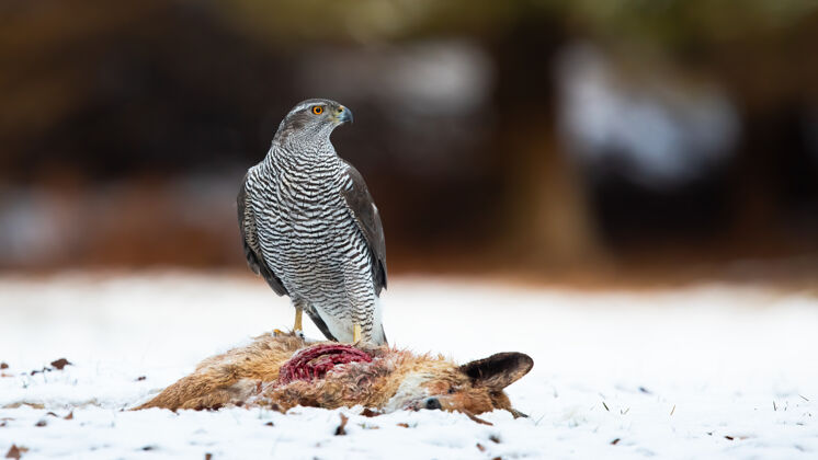 雪冬天站在白色草地上的北苍鹰看冬天猎物