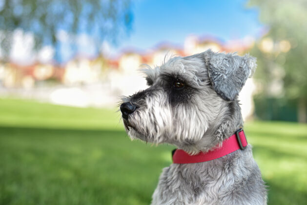 草一只漂亮的雪纳瑞狗坐在草地上 望着公园里的远处繁殖谎言动物
