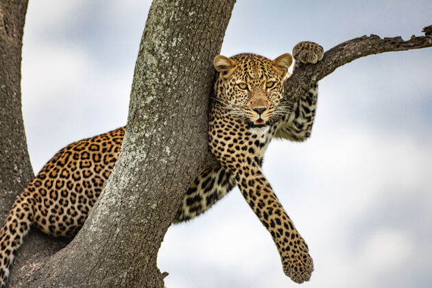 动物树上的豹子猫非洲动物野生动物