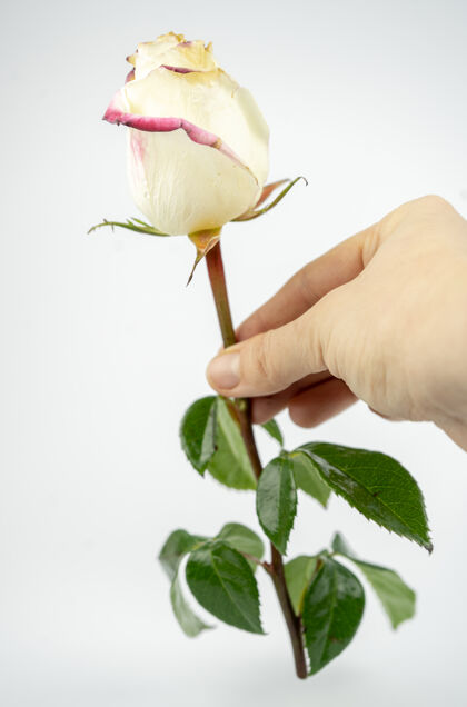 植物娇嫩的白玫瑰手动隔离在白色背景上庆祝清洁感性