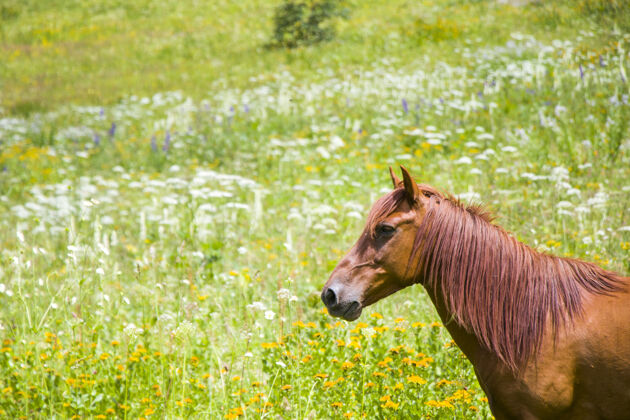 马术山谷里的红马肖像 斯瓦内蒂强壮天空野生