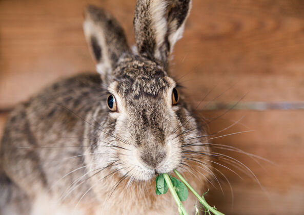 草地笼子里驯养的野兔吃东西草兔笼式喂食兔子宠物兔子农场