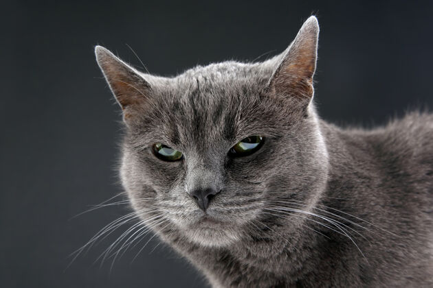 灰色一个美丽的灰猫在黑暗背景工作室肖像年轻家庭猫