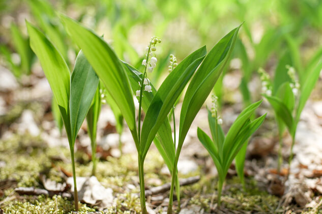 花園春暖花開的百合花在陽光下綠草如茵的山谷背景下充分束葉