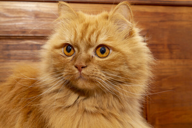 橙色华丽的橙色波斯猫深凝视哺乳动物猫动物