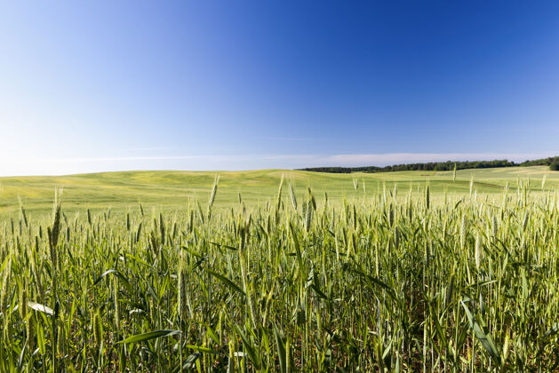 植物农业生态小麦消费