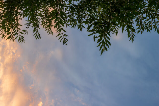 棕榈日落时的树叶和天空为文字空间提供了空间非洲天空天堂