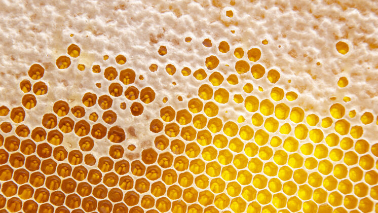 配料蜜蜂新鲜蜂蜜梳子背景以及质地 维生素天然的食物.蜜蜂工作成果滴糖浆生的