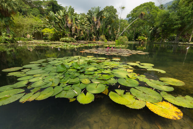 景点巴西里约热内卢植物园的湖景里约热内卢花园热带
