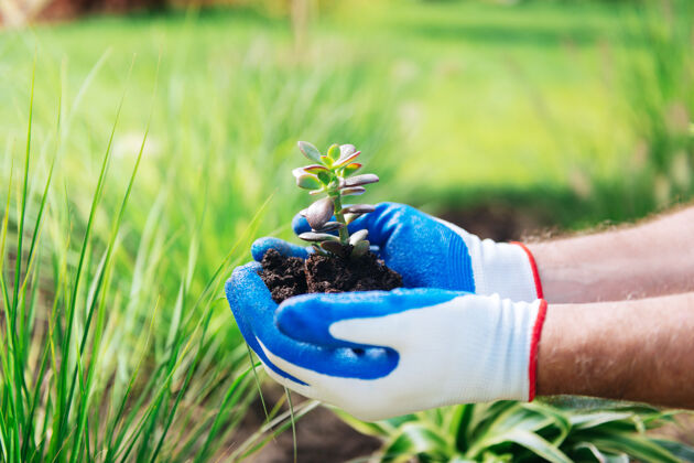 生态小植物戴着白蓝手套的人手里拿着绿色的小植物 喜欢园艺温室铲子周末