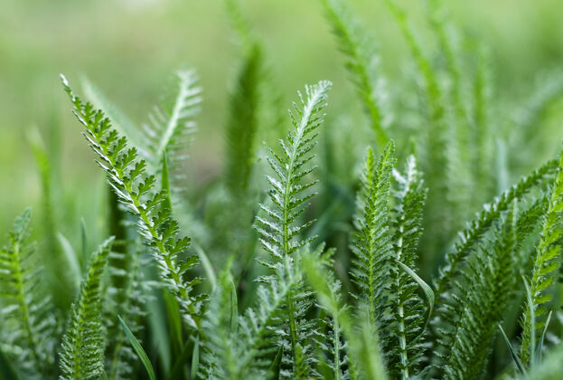 抽象绿草特写作为一个抽象的背景与空间的话植物美丽充满活力