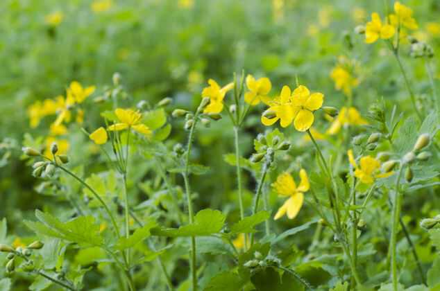 花春天开着黄色的药用西兰花美丽花园治疗