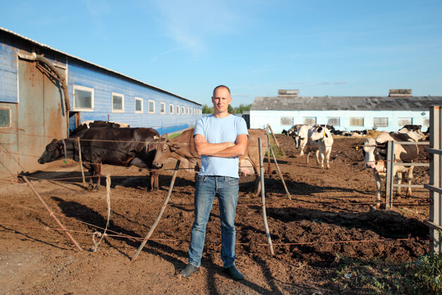 酒吧农夫在农场里和奶牛一起干活干草哺乳动物牛群