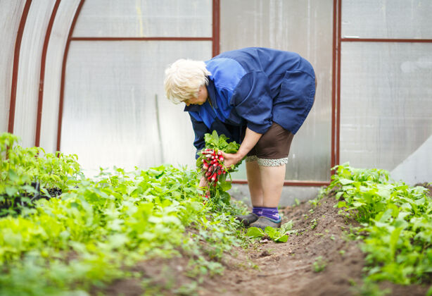 保护老妇人手里拿着新鲜的萝卜农产品栽培温室