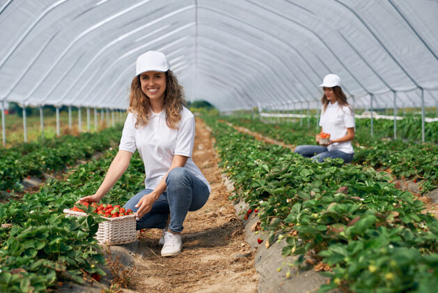 田地两个微笑的女人正在收割草莓收获农业浆果
