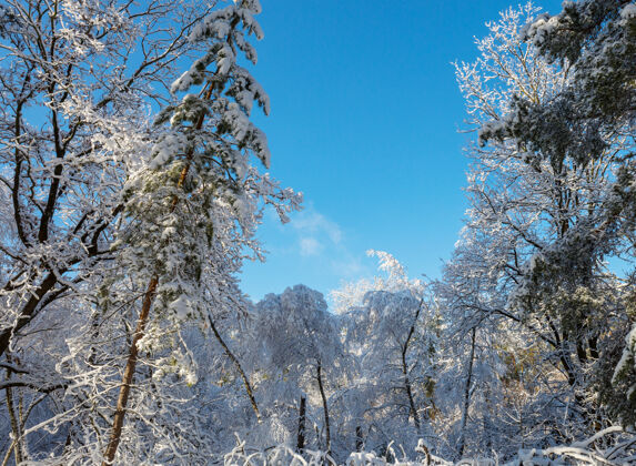 美丽冬季的森林被冰雪覆盖枝白霜风景