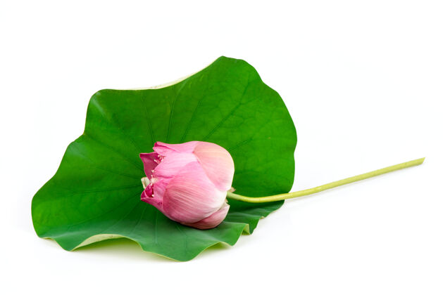 美味粉红的荷花在荷叶上 绿色的荷叶隔离在白色的荷叶上种子荷花叶子