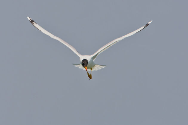 成人苍蝇在蓝天上飞翔海鸥动物自然
