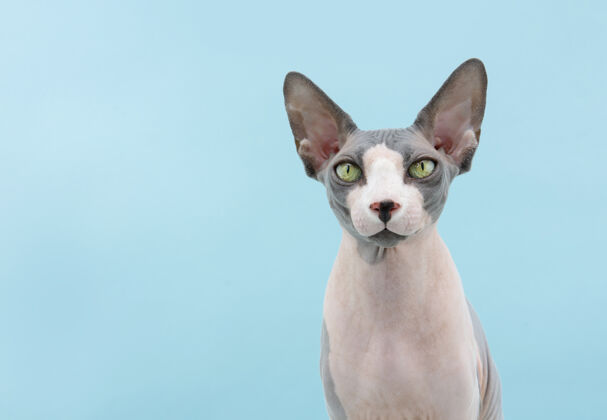 猫肖像专注斯芬克斯猫隔离在蓝色的表面皱纹猫无毛