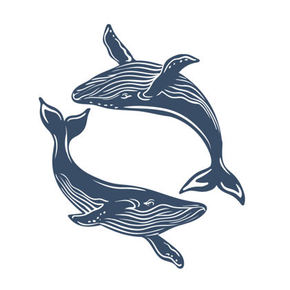 海洋蓝鲸被隔离了鲸鱼野生动物海洋