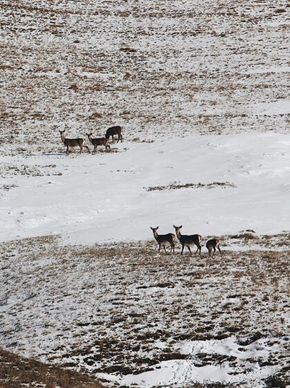 森林雪谷中一群鹿的垂直高角度拍摄冰荒野雪