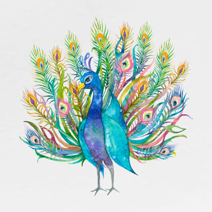 羽毛水彩孔雀展尾插画水彩复杂动物