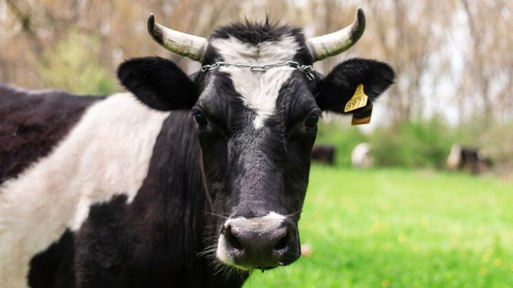 绿色黑牛在大自然中看着镜头田野大公牛