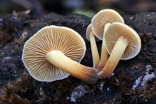 茎特写镜头：森林里的烂木头上生长着一群野生香菇乡村野生自然