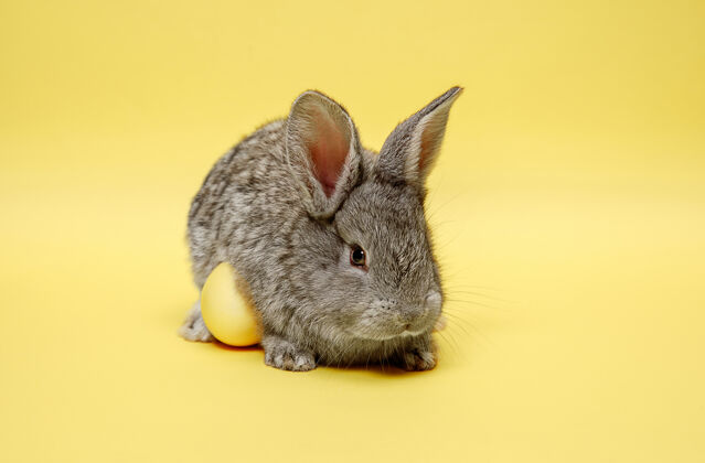 春天黄色墙上画着彩蛋的复活节兔子庆祝柔软兔子